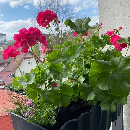 Classic в жк империал Апартаменты Трускавец